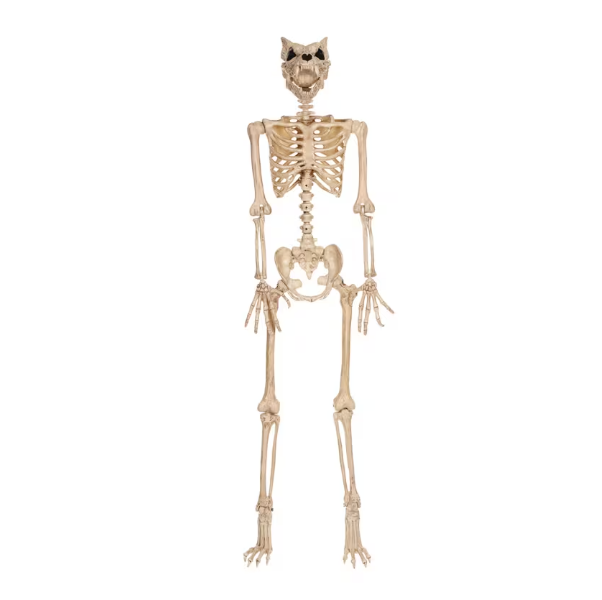 5 Ft Werewolf Skeleton Posable halloween