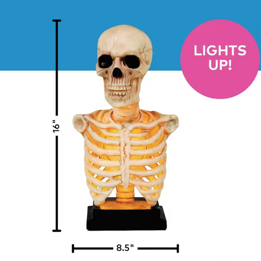 16" Realistic Lighted Skeleton Bust on Stand Halloween decoration prop