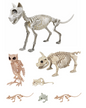 Skeleton Animals Cat Pig Owl Frog Mice 2 Rats Halloween Pet Cemetery Haunt Prop