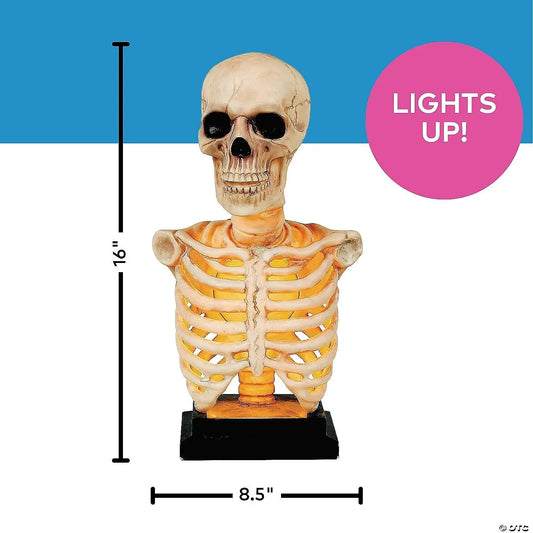 16" Realistic Lighted Skeleton Bust on Stand