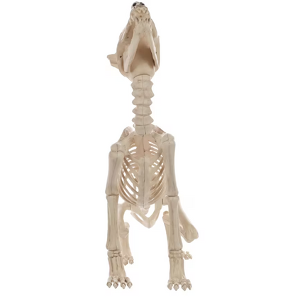 Howl at the Moon Wolf Skeleton Halloween decoration