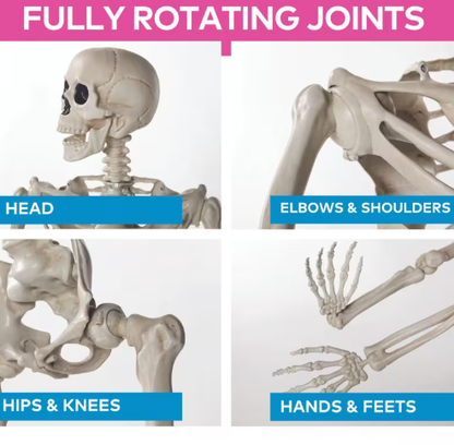 5 Ft Posable Skeleton halloween decoration prop