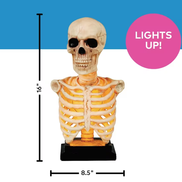 16" Realistic Lighted Skeleton Bust on Stand Halloween decoration prop