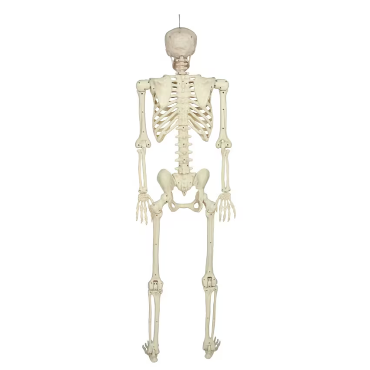 5 Ft. Hanging Multi Pose-N-Stay Life-Size Skeleton Halloween Decoration