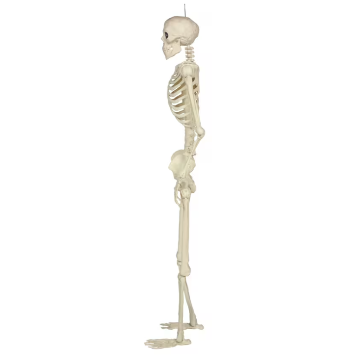 5 Ft. Hanging Multi Pose-N-Stay Life-Size Skeleton Halloween Decoration