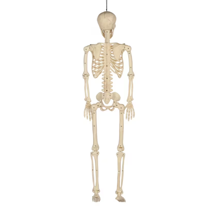 3 Ft. Hanging Multi Pose-N-Stay Life-Size Skeleton Halloween Decoration