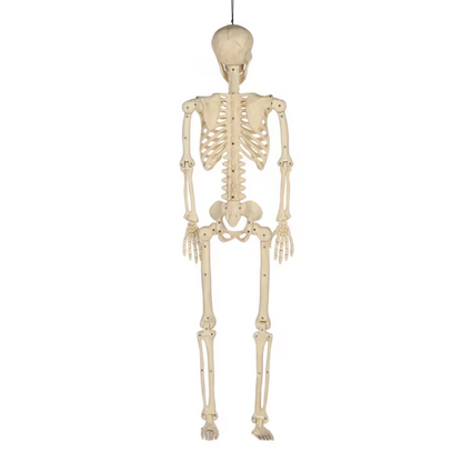 3 Ft. Hanging Multi Pose-N-Stay Life-Size Skeleton Halloween Decoration