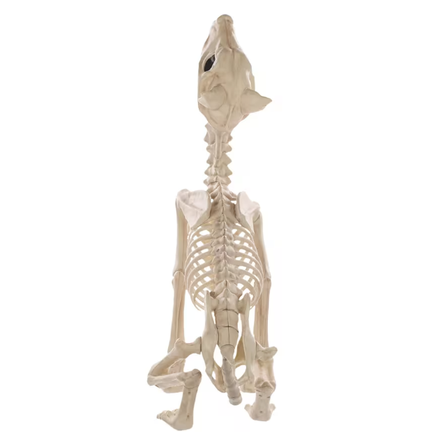 Howl at the Moon Wolf Skeleton Halloween decoration