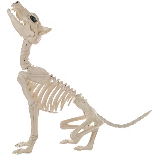 Howl at the Moon Wolf Skeleton Halloween decoration