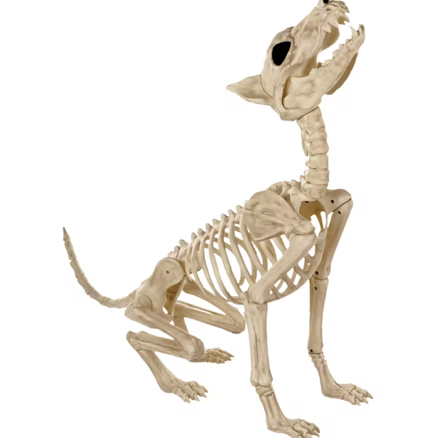 Howl at the Moon Wolf Skeleton Halloween decoration