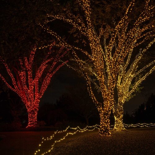 gold 5mm wide angle LED Christmas lights displayed [on a tree / outdoors / on a porch / etc.]