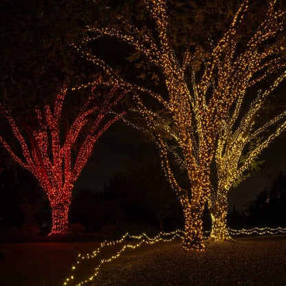 gold 5mm wide angle LED Christmas lights displayed [on a tree / outdoors / on a porch / etc.]