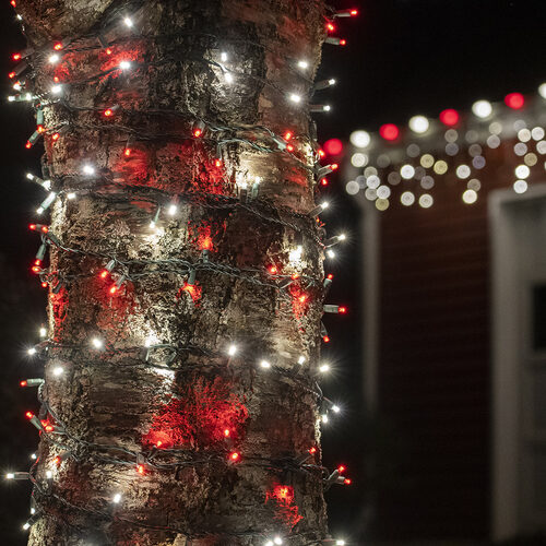 red and white 5mm wide angle LED Christmas lights displayed [on a tree / outdoors / on a porch / etc.]